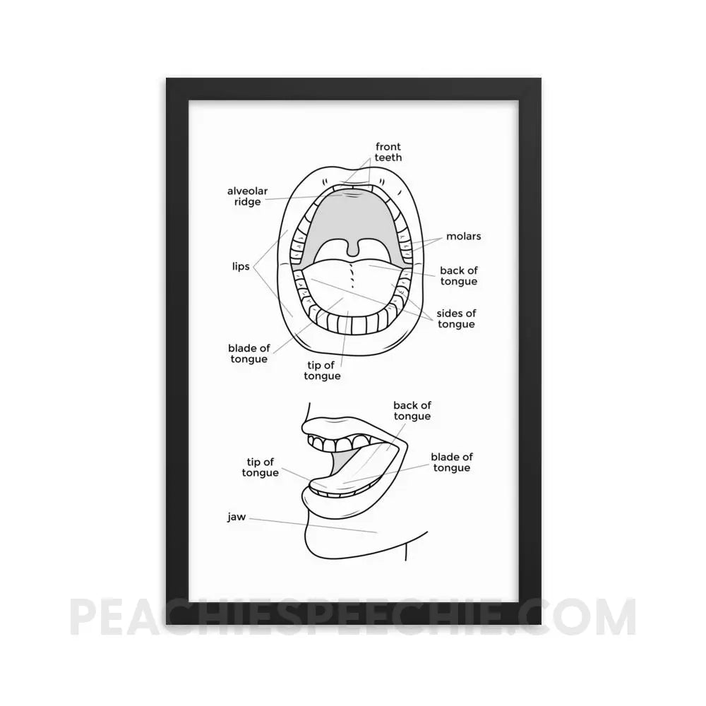 Mouth Anatomy Framed Poster - 12×18 - Posters peachiespeechie.com