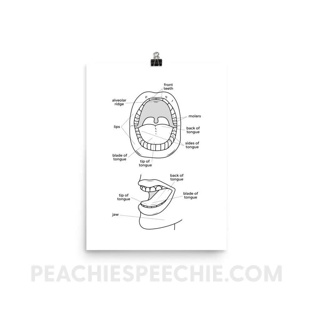 Mouth Anatomy Poster - 12×16 - Posters peachiespeechie.com
