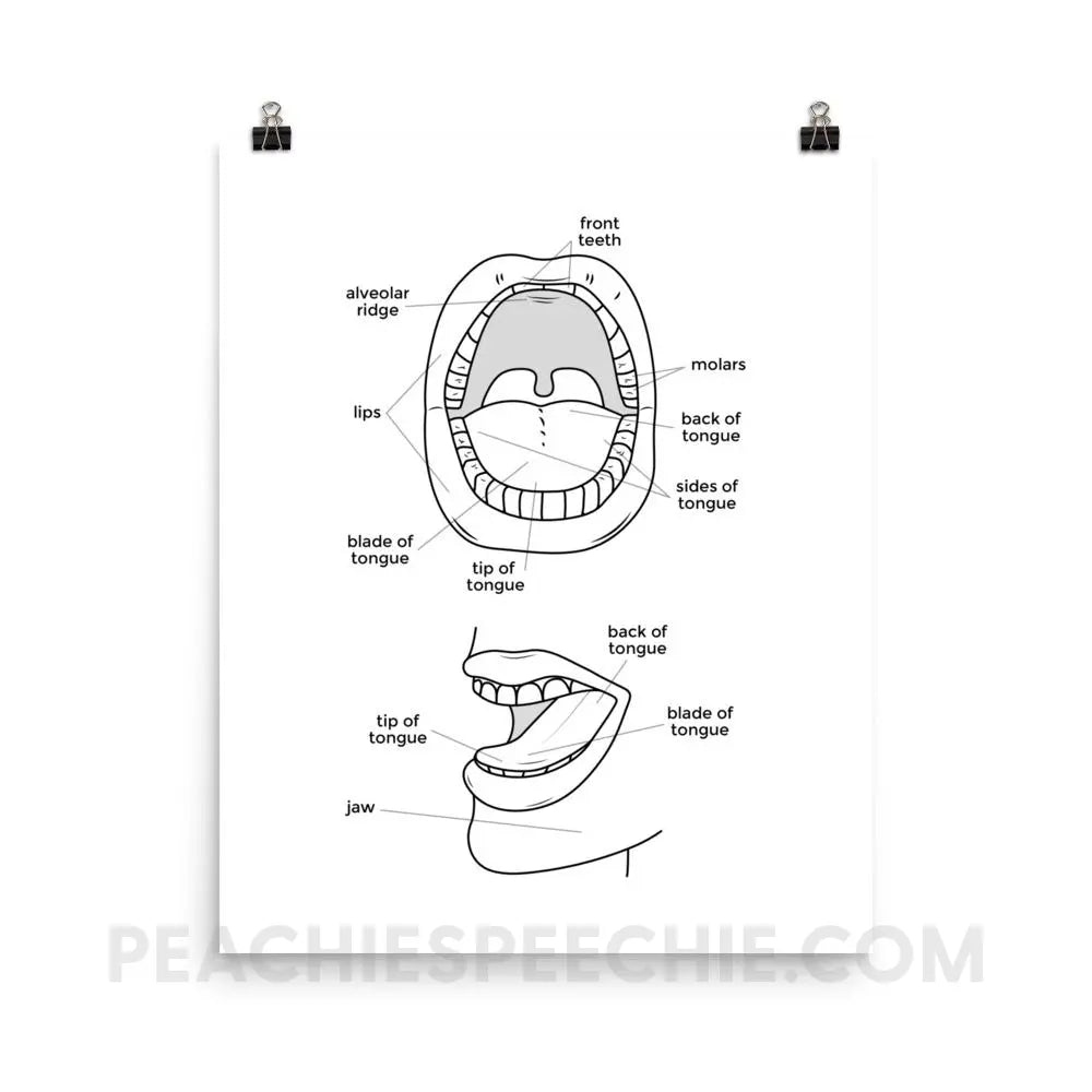 Mouth Anatomy Poster - 16×20 - Posters peachiespeechie.com