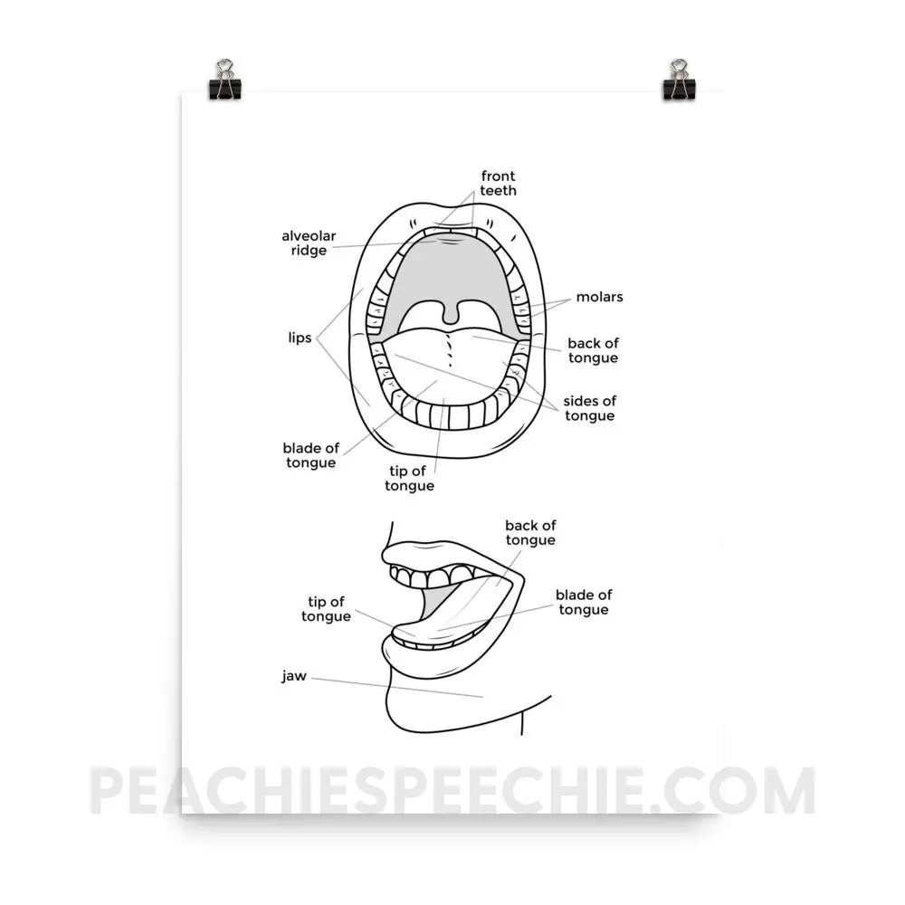 Mouth Anatomy Poster - 18×24 - Posters peachiespeechie.com