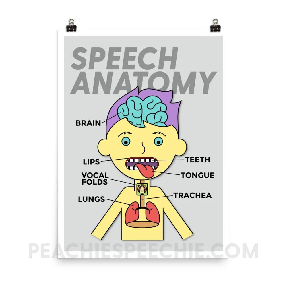 Speech Anatomy Poster - 18×24 - Posters peachiespeechie.com