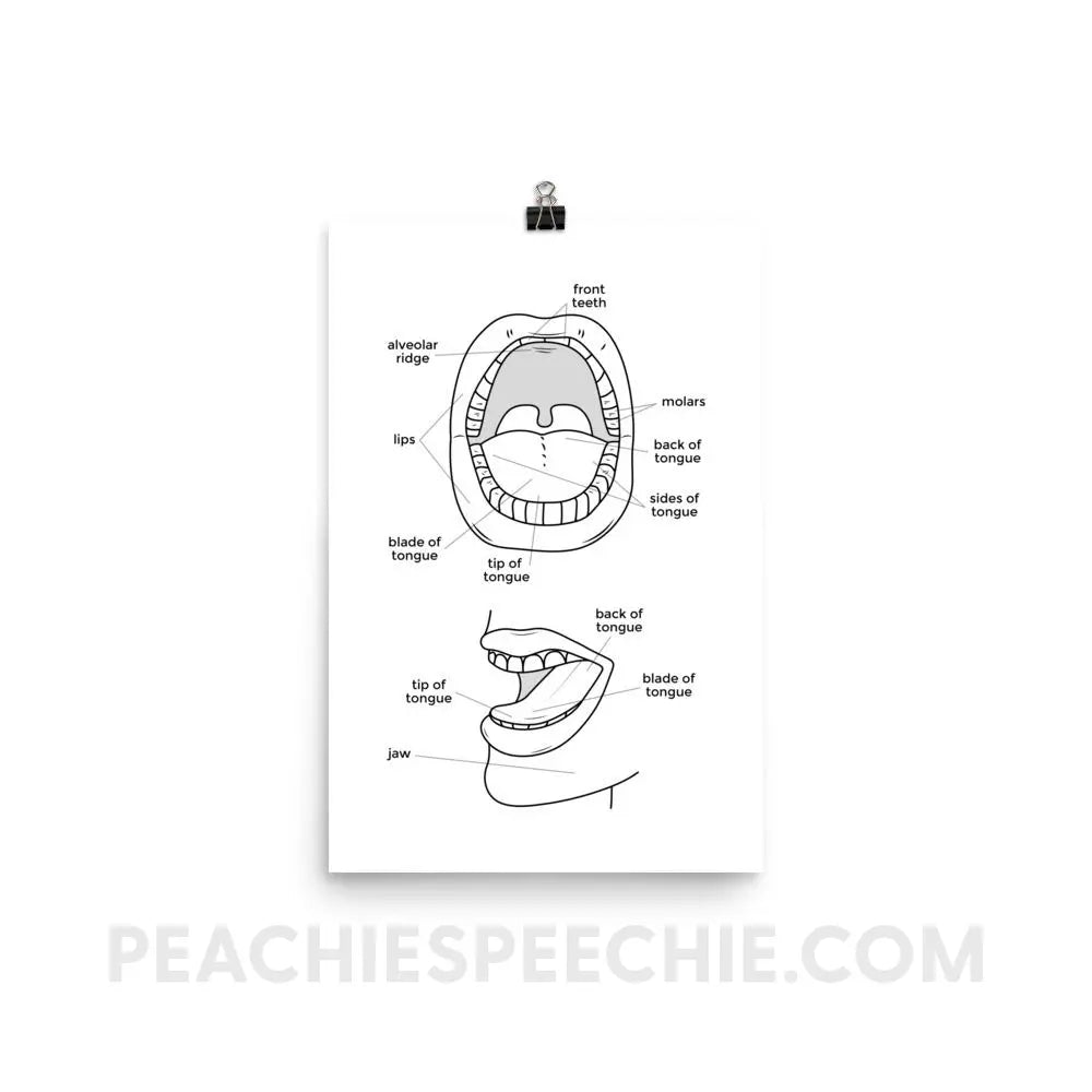 Mouth Anatomy Poster - 12×18 Posters peachiespeechie.com
