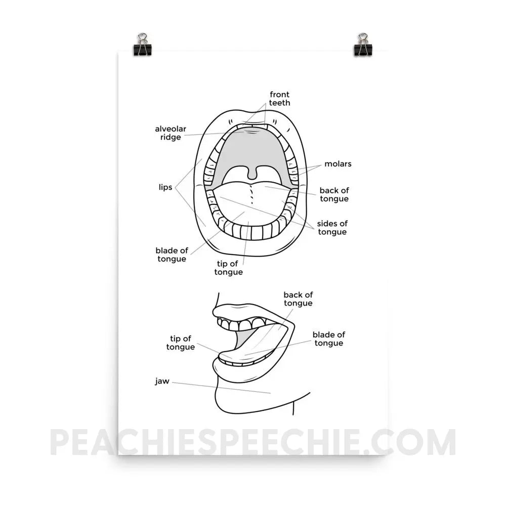 Mouth Anatomy Poster - 24×36 - Posters peachiespeechie.com