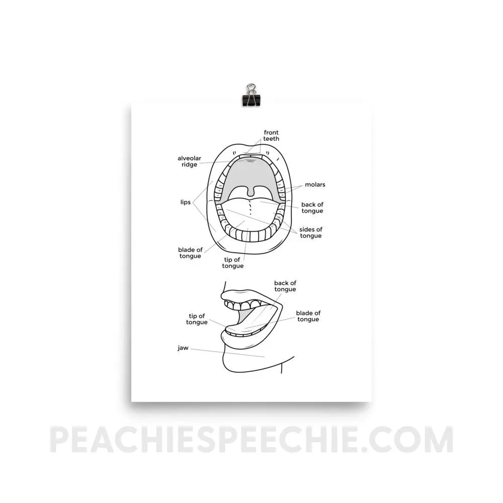 Mouth Anatomy Poster - 8×10 - Posters peachiespeechie.com
