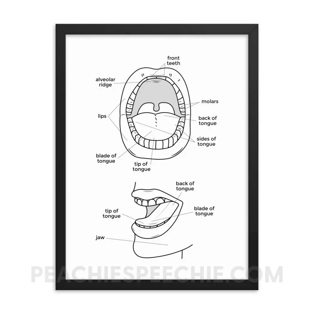 Mouth Anatomy Framed Poster - 18×24 - Posters peachiespeechie.com